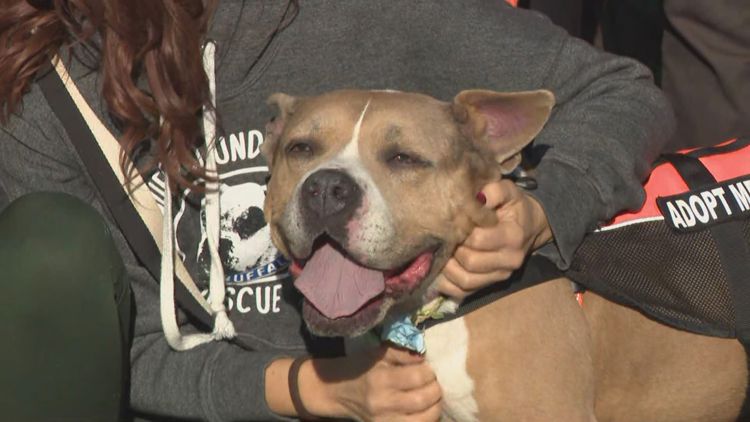 New location announced for City of Buffalo Animal Shelter — WGRZ (Buffalo/Western NY)