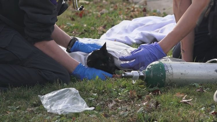 2 cats and owner displaced after fire at Elmwood apartment building — WGRZ (Buffalo/Western NY)
