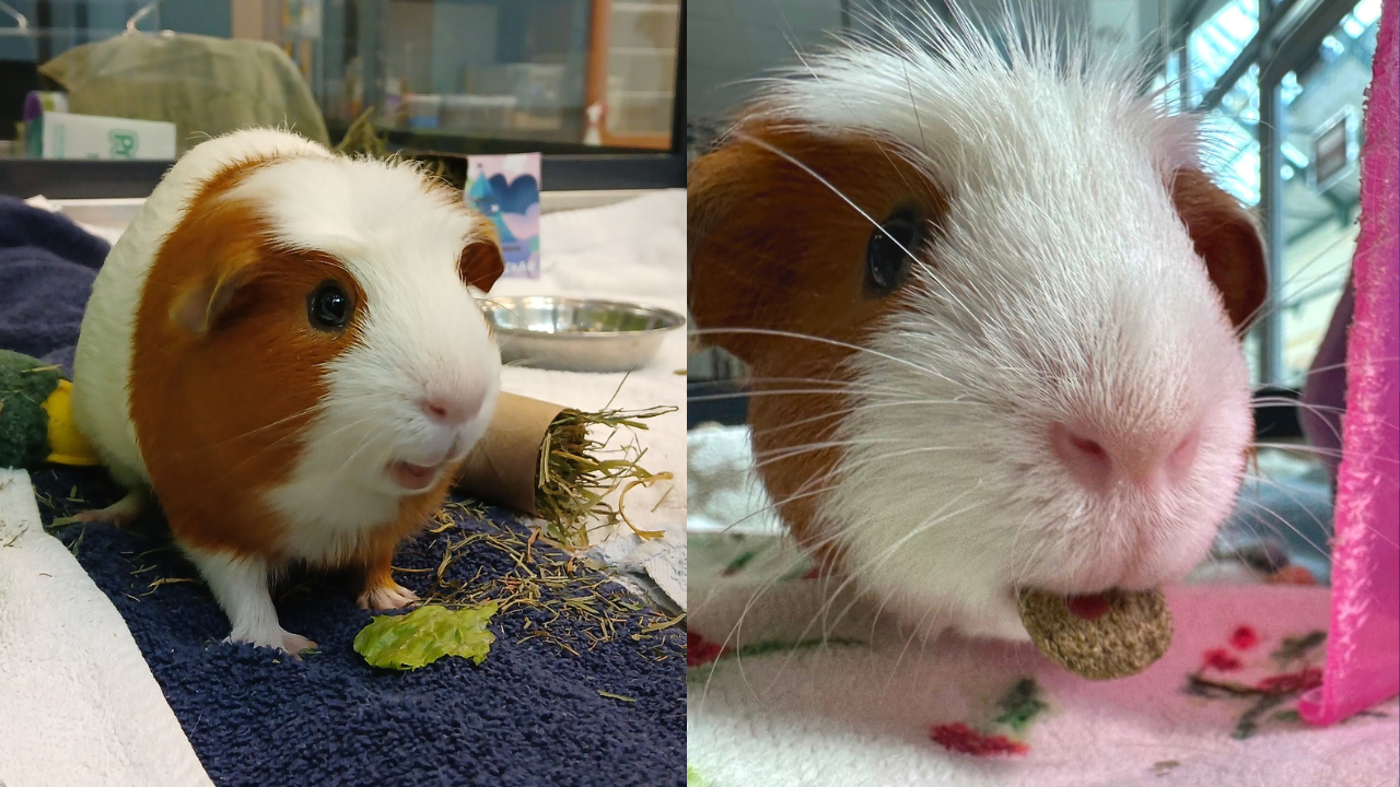 Pet of the Week: Chuck-Chuck — WHEC News10NBC (Rochester)